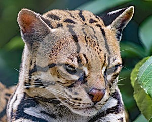 Wildcat at Zoo