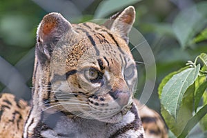 Wildcat at Zoo