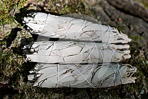 Wildcrafted dried white sage Salvia apianaleafy bundles on fibrous tree bark in forest. Smudging ceremony.