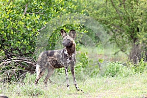 Wilddog in the rain in Kruger National Park