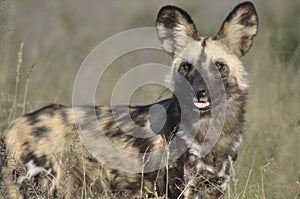 Wilddog-Reserve at Grassland Safari Lodge in the central Kalahari