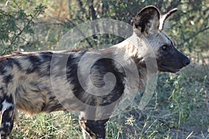 Wilddogs are dangerous hunters and killers