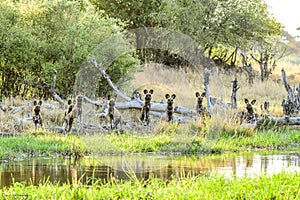 Wilddogs on the lookout for impalas