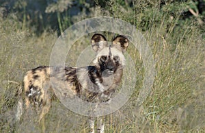 Wilddogs are playing around like pupets but are dangerous hunter