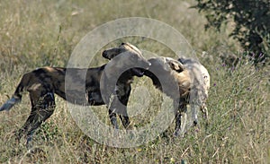 Wilddogs are playing around but when there are hunting, there ar