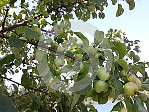 Wilde apple