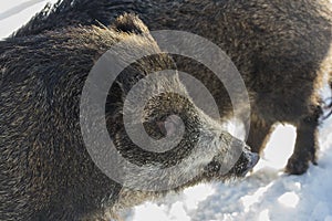 A wilde boar during winter looking for food