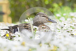 Wilde Eend, Mallard, Anas platyrhynchos