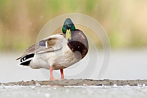 Wilde Eend, Mallard, Anas platyrhynchos