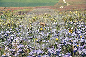 Wilde flowers on meadow photo
