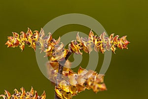 Wilde gagel, Bog-myrtle, Myrica gale