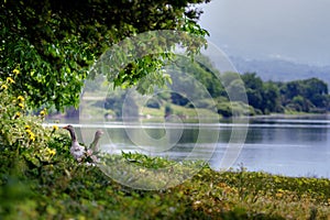 Wilde geeses next to the lake