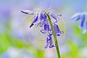 Wilde hyacint, Hyacinthoides non-scripta photo