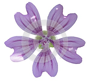 Wilde Malve flower ( malva sylvestris ), a medicinal plant flowers on transparent background.