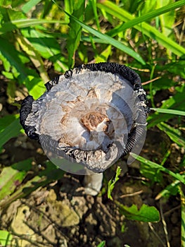 wilde mushroom with gray and black colors on a background of grass in the autumn season
