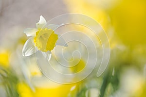 Wilde narcis, Wild Daffodil, Narcissus pseudonarcissus