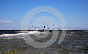 Wilde Pelicans flying over the Black sea cost