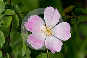 Wilde rose flower macro of pink petals