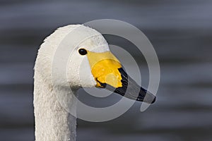 Wilde zwaan, Whooper Swan, Cygnus cygnus