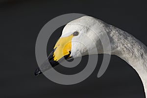 Wilde zwaan, Whooper Swan, Cygnus cygnus