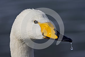 Wilde zwaan, Whooper Swan, Cygnus cygnus