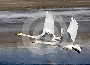 Wilde zwaan, Whooper Swan, Cygnus cygnus