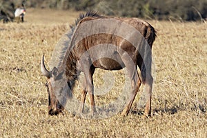 Wildebeast grazing on dry grass in the Western Cape, South Africa