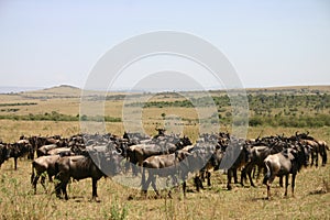 Wildebeast migration