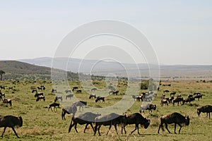 Wildebeast migration