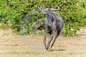 Wildebeast running in Mashatu game reserve