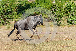 Wildebeast running in Mashatu game reserve