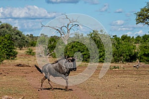 Wildebeast running in Mashatu game reserve