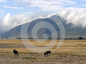 Wildebeast scenery in Ngorongoro Crater