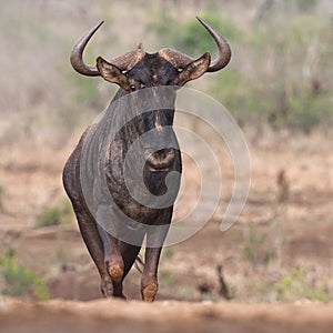 Wildebeast in Zimanga Park in South Africa