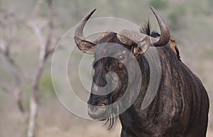 Wildebeast in Zimanga Park in South Africa