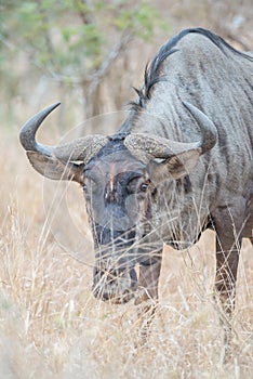 Wildebeess through the grass