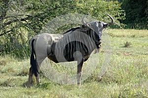 Wildebeest