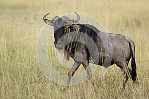 Wildebeest