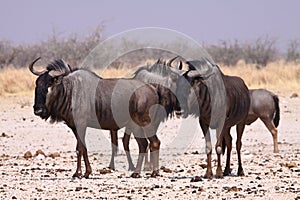 Wildebeest