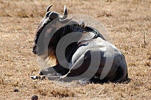 Wildebeest