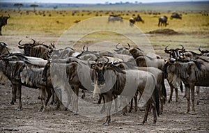 Wildebeest