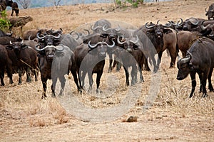 Wildebeest