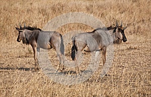 Wildebeest