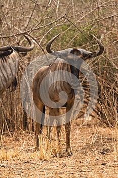 Wildebeest