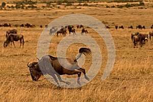 Wildebeest