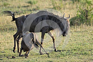 Wildebeest