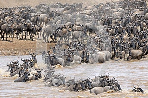 Wildebeest