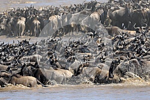 Wildebeest photo