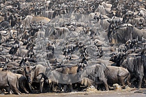 Wildebeest photo