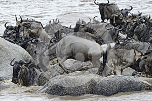 Wildebeest